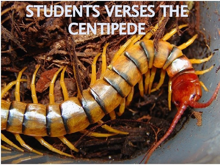 STUDENTS VERSES THE CENTIPEDE 