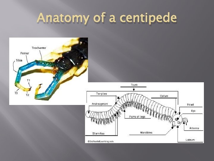 Anatomy of a centipede 