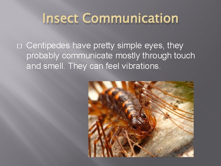 Insect Communication � Centipedes have pretty simple eyes, they probably communicate mostly through touch