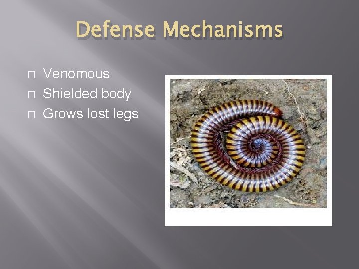 Defense Mechanisms � � � Venomous Shielded body Grows lost legs 