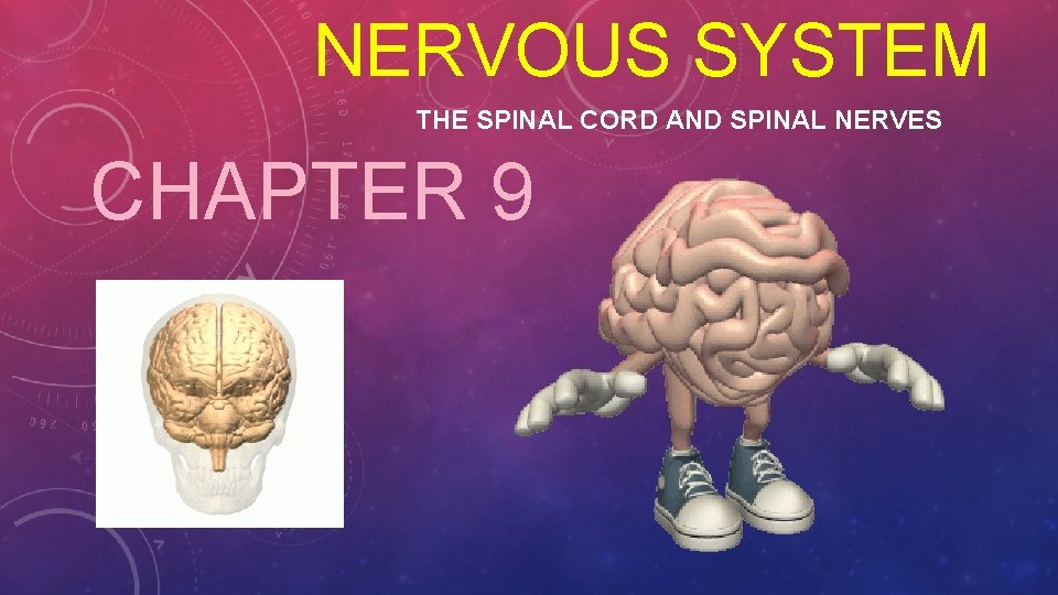 NERVOUS SYSTEM THE SPINAL CORD AND SPINAL NERVES CHAPTER 9 