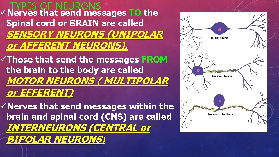 TYPES OF NEURONS üNerves that send messages TO the Spinal cord or BRAIN are