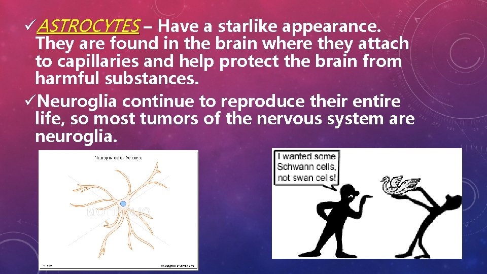 üASTROCYTES – Have a starlike appearance. They are found in the brain where they