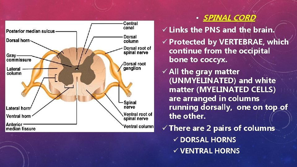  • SPINAL CORD ü Links the PNS and the brain. ü Protected by