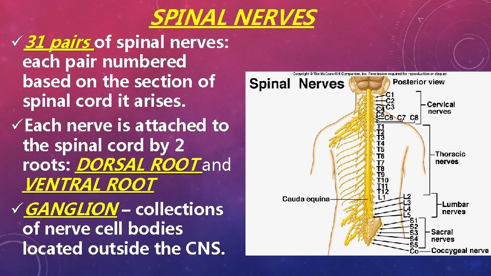 SPINAL NERVES ü 31 pairs of spinal nerves: each pair numbered based on the