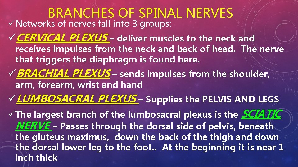 BRANCHES OF SPINAL NERVES üNetworks of nerves fall into 3 groups: üCERVICAL PLEXUS –