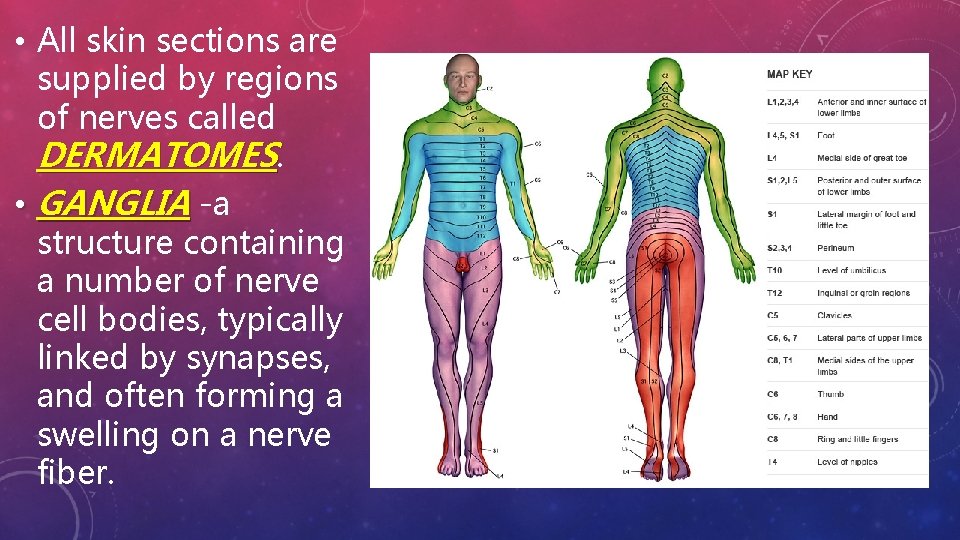  • All skin sections are supplied by regions of nerves called DERMATOMES. •