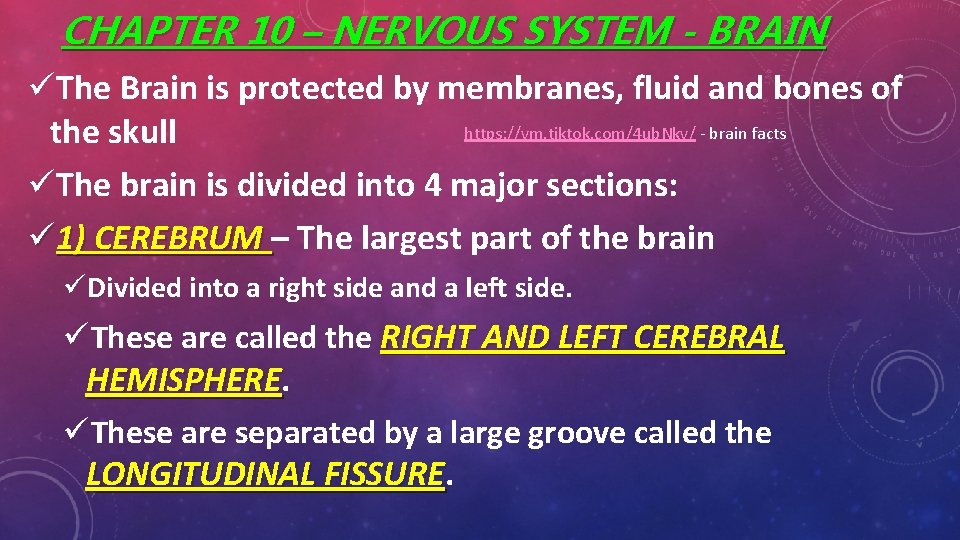 CHAPTER 10 – NERVOUS SYSTEM - BRAIN üThe Brain is protected by membranes, fluid