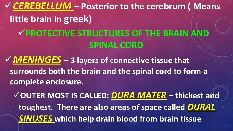 üCEREBELLUM – Posterior to the cerebrum ( Means little brain in greek) üPROTECTIVE STRUCTURES