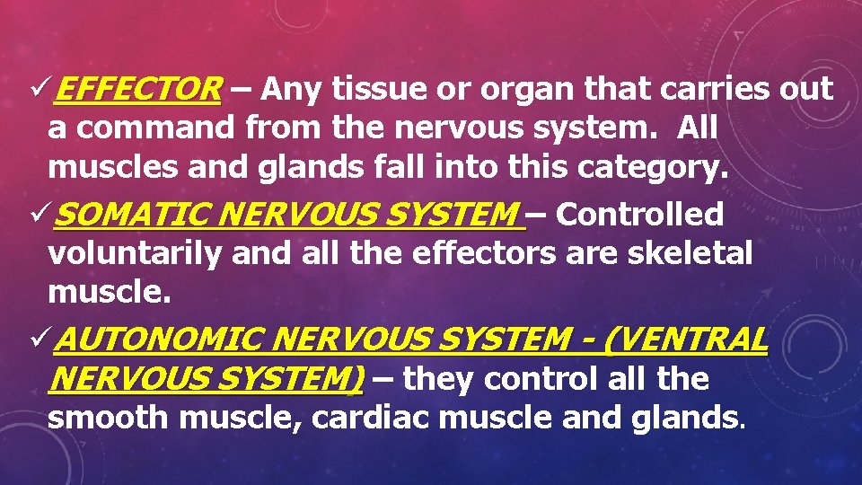 üEFFECTOR – Any tissue or organ that carries out a command from the nervous