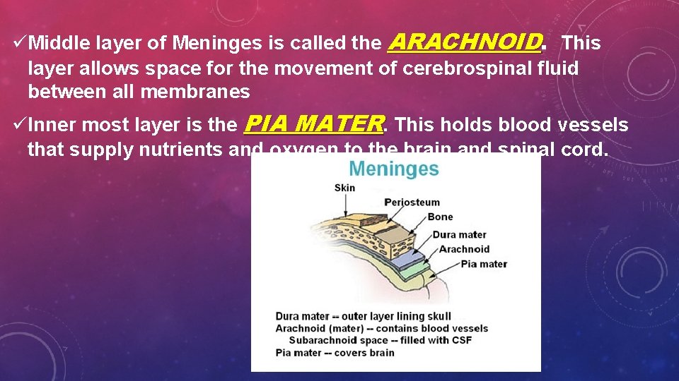 üMiddle layer of Meninges is called the ARACHNOID. This layer allows space for the