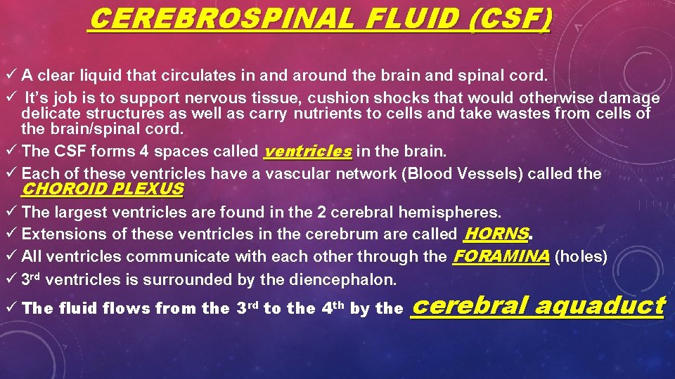 CEREBROSPINAL FLUID (CSF) ü A clear liquid that circulates in and around the brain