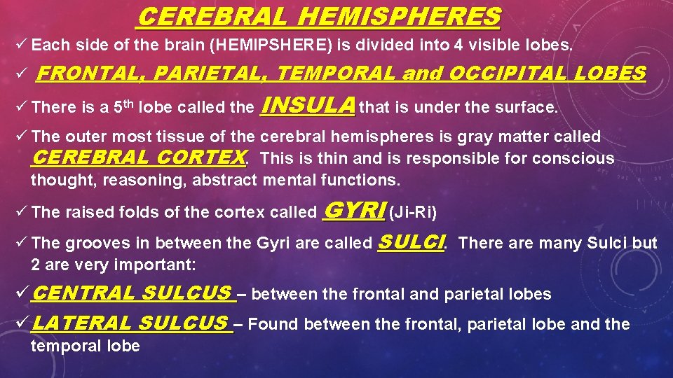 CEREBRAL HEMISPHERES ü Each side of the brain (HEMIPSHERE) is divided into 4 visible