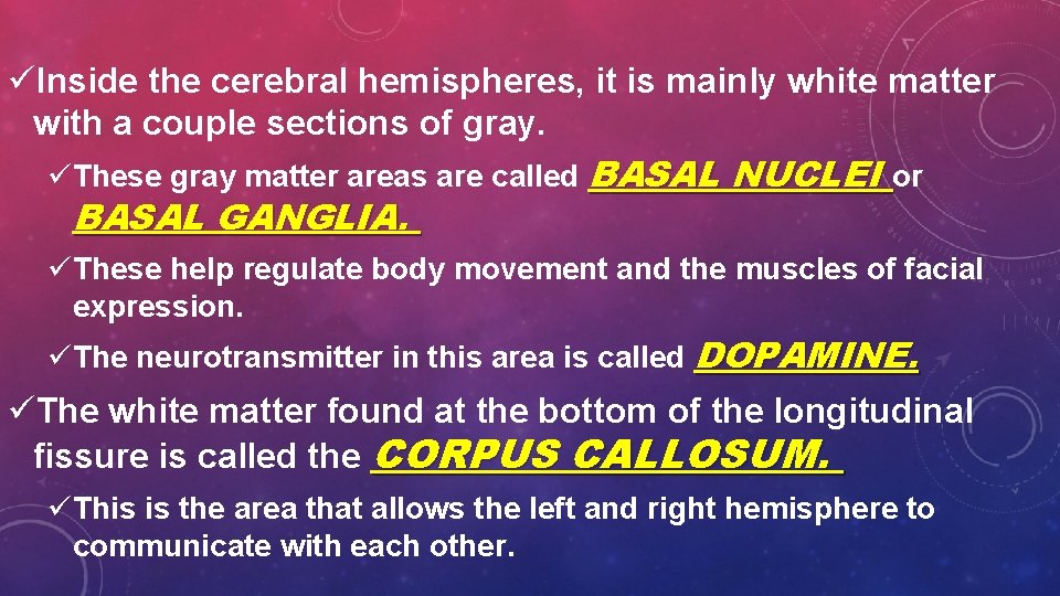 üInside the cerebral hemispheres, it is mainly white matter with a couple sections of