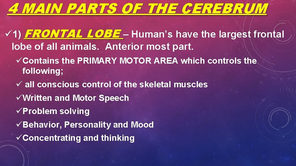 4 MAIN PARTS OF THE CEREBRUM ü 1) FRONTAL LOBE – Human’s have the