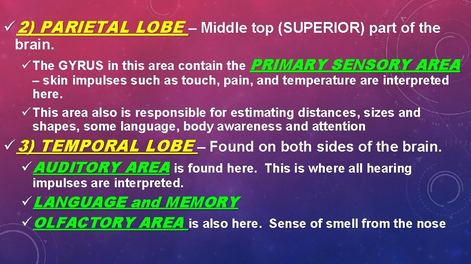 ü 2) PARIETAL LOBE – Middle top (SUPERIOR) part of the brain. ü The