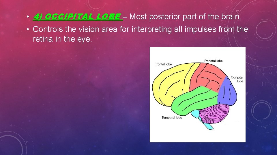  • 4) OCCIPITAL LOBE – Most posterior part of the brain. • Controls