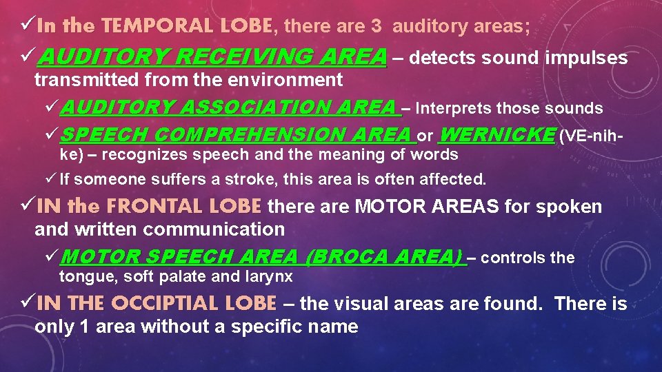 üIn the TEMPORAL LOBE, there are 3 auditory areas; üAUDITORY RECEIVING AREA – detects