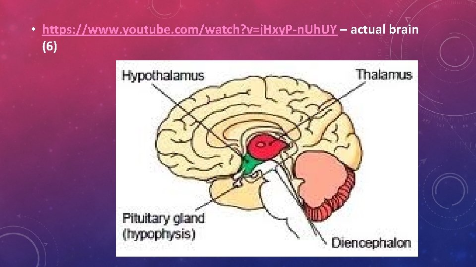  • https: //www. youtube. com/watch? v=j. Hxy. P-n. Uh. UY – actual brain