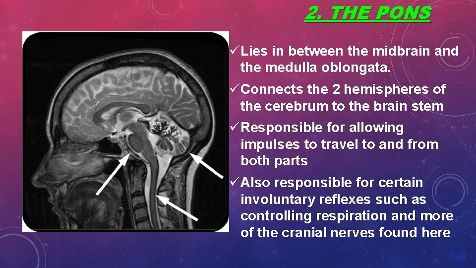 2. THE PONS üLies in between the midbrain and the medulla oblongata. üConnects the