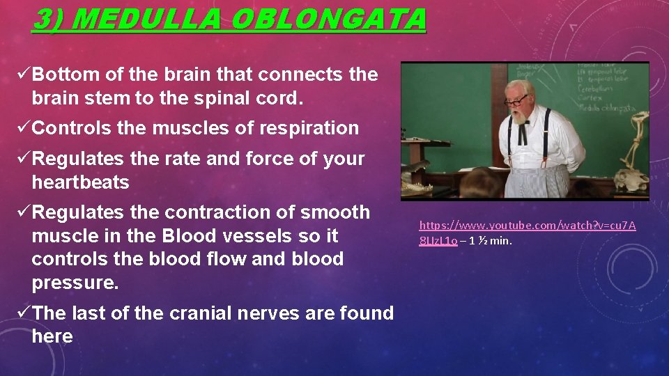 3) MEDULLA OBLONGATA üBottom of the brain that connects the brain stem to the