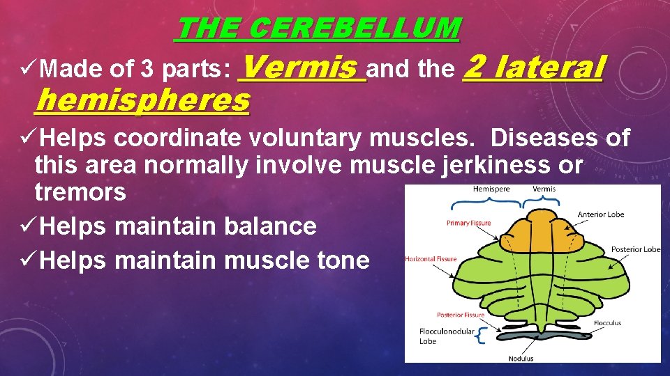 THE CEREBELLUM üMade of 3 parts: Vermis and the 2 hemispheres lateral üHelps coordinate