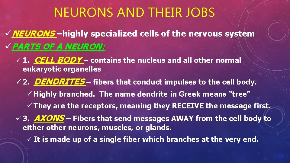 NEURONS AND THEIR JOBS üNEURONS –highly specialized cells of the nervous system üPARTS OF