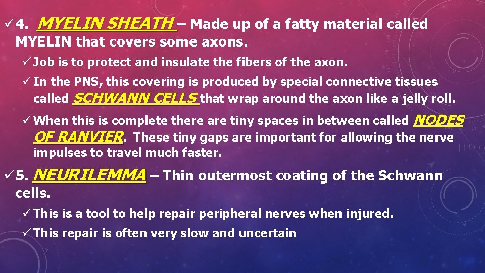 ü 4. MYELIN SHEATH – Made up of a fatty material called MYELIN that