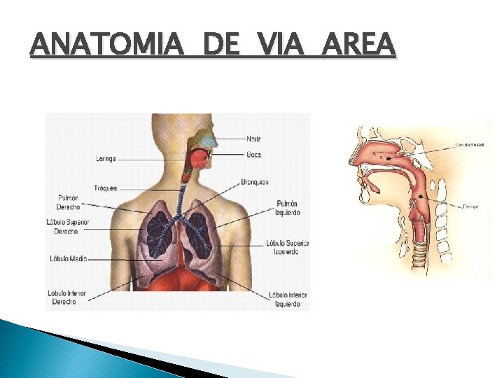 ANATOMIA DE VIA AREA 