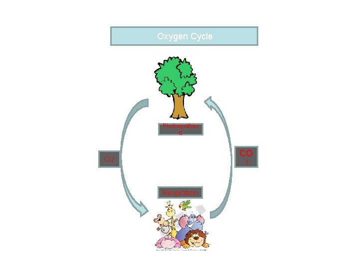 Oxygen Cycle Photosynthes is CO O 2 2 Respiration 