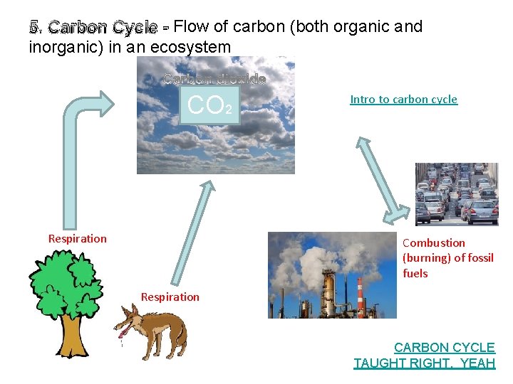 5. Carbon Cycle - Flow of carbon (both organic and inorganic) in an ecosystem