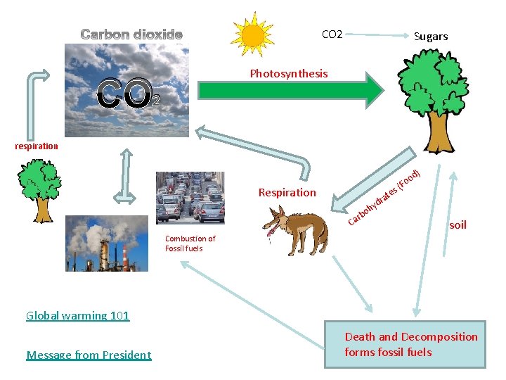 CO 2 Sugars Photosynthesis CO 2 respiration d) s Respiration yd h bo r