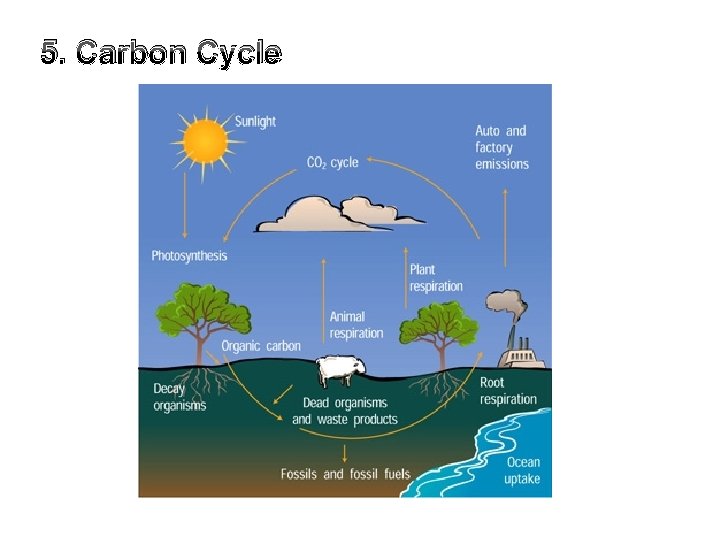 5. Carbon Cycle 