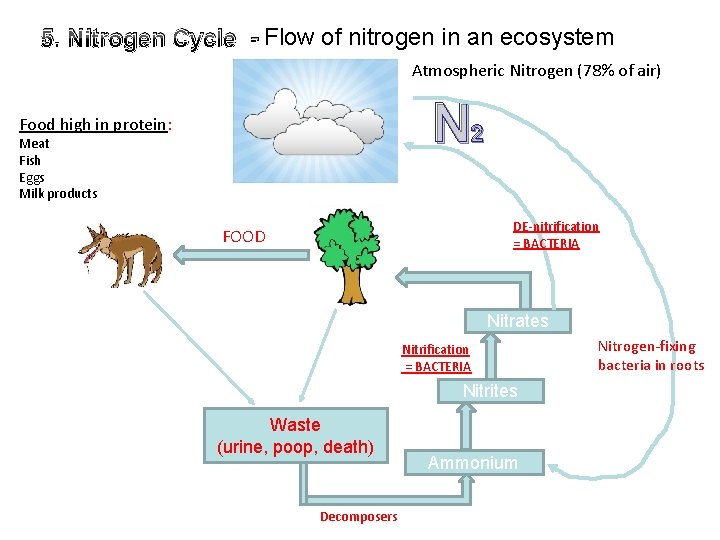 5. Nitrogen Cycle - Flow of nitrogen in an ecosystem Atmospheric Nitrogen (78% of