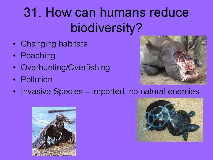 31. How can humans reduce biodiversity? • • • Changing habitats Poaching Overhunting/Overfishing Pollution
