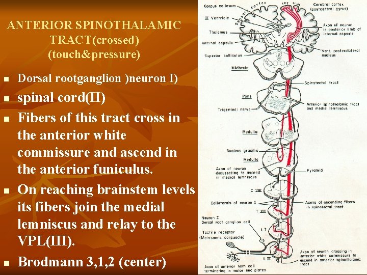 ANTERIOR SPINOTHALAMIC TRACT(crossed) (touch&pressure) n n n Dorsal rootganglion )neuron I) spinal cord(II) Fibers