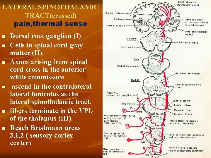 LATERAL SPINOTHALAMIC TRACT(crossed) pain, thermal sense n n n Dorsal root ganglion (I) Cells