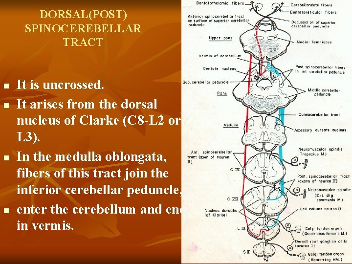 DORSAL(POST) SPINOCEREBELLAR TRACT n n It is uncrossed. It arises from the dorsal nucleus