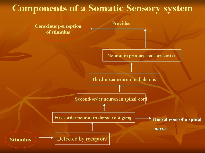 Components of a Somatic Sensory system Provides Conscious perception of stimulus Neuron in primary