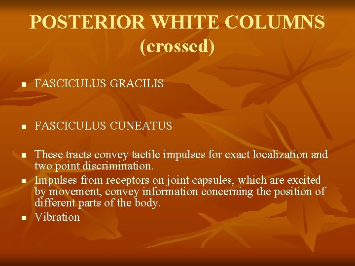 POSTERIOR WHITE COLUMNS (crossed) n FASCICULUS GRACILIS n FASCICULUS CUNEATUS n n n These