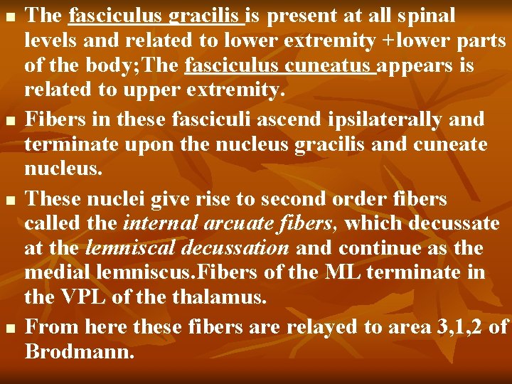 n n The fasciculus gracilis is present at all spinal levels and related to