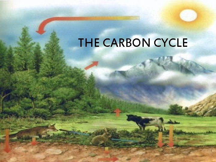 THE CARBON CYCLE 