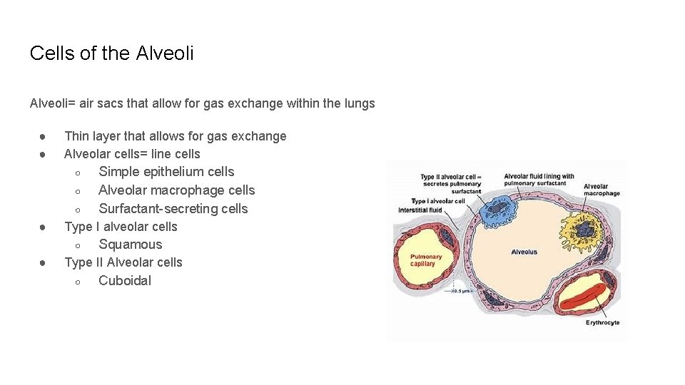 Cells of the Alveoli= air sacs that allow for gas exchange within the lungs