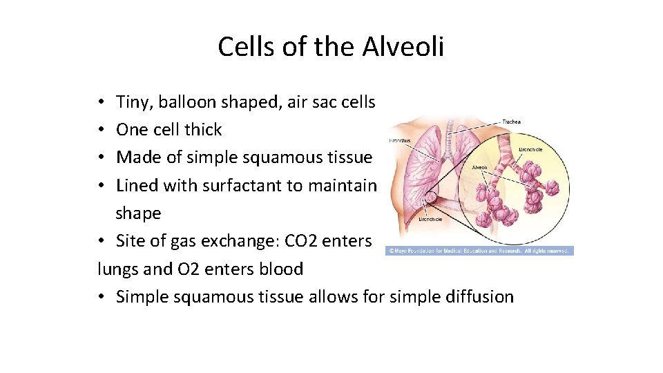 Cells of the Alveoli Tiny, balloon shaped, air sac cells One cell thick Made