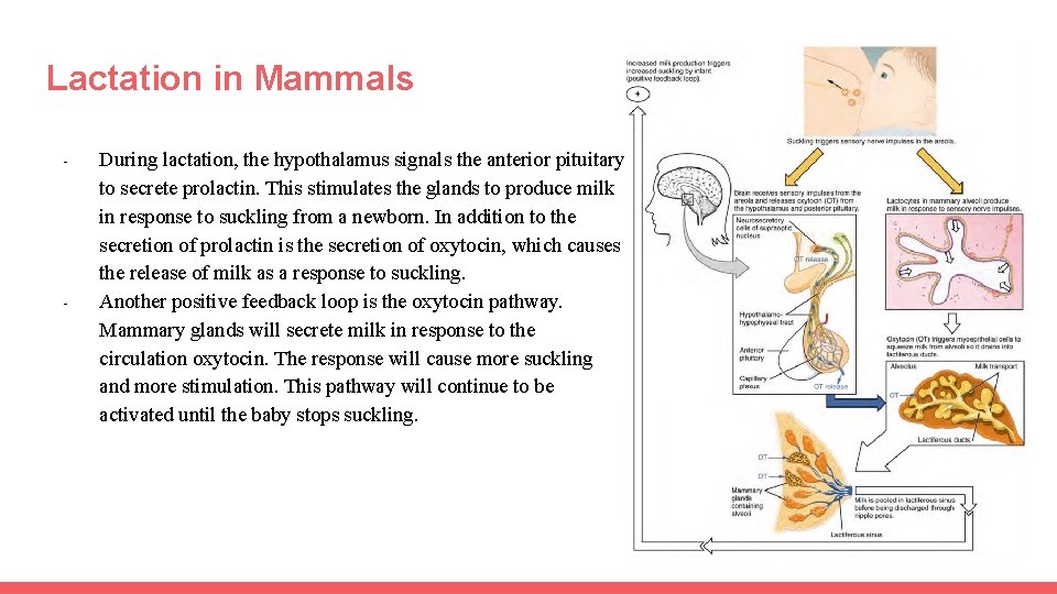 Lactation in Mammals - - During lactation, the hypothalamus signals the anterior pituitary to