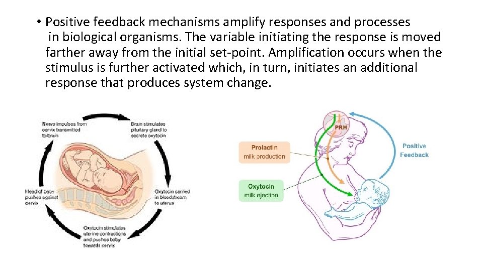  • Positive feedback mechanisms amplify responses and processes in biological organisms. The variable
