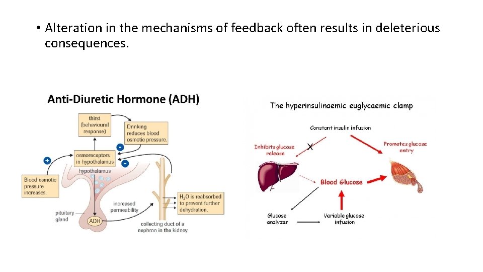  • Alteration in the mechanisms of feedback often results in deleterious consequences. 