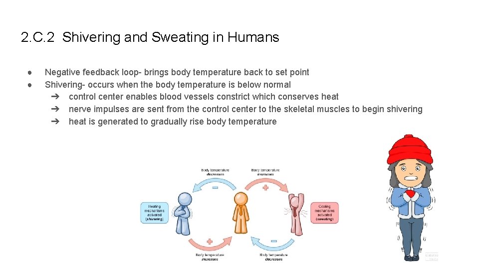 2. C. 2 Shivering and Sweating in Humans ● ● Negative feedback loop- brings