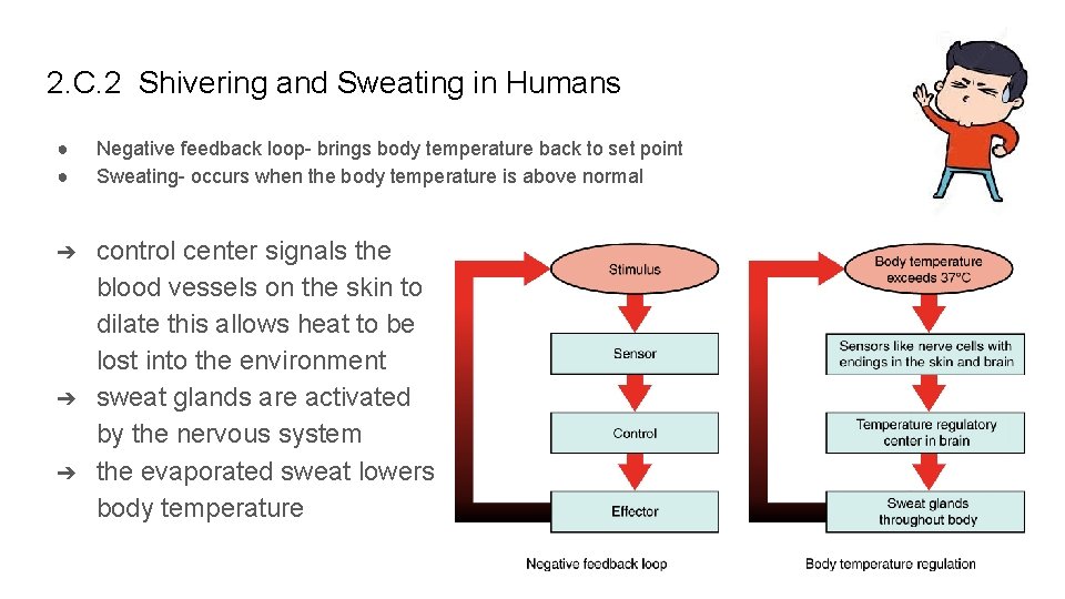 2. C. 2 Shivering and Sweating in Humans ● ● Negative feedback loop- brings