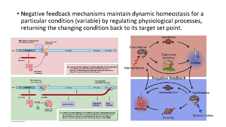  • Negative feedback mechanisms maintain dynamic homeostasis for a particular condition (variable) by